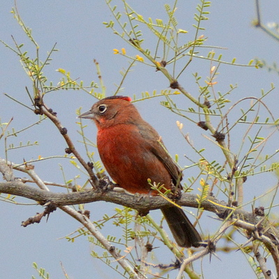 Red-Crested Finch